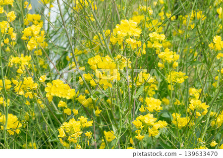 Canola flowers shining in spring light Canola flowers shining in spring light 139633470