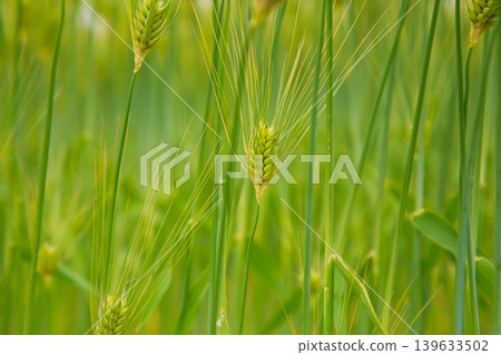 The Echizen Railway runs through wheat fields. The Echizen Railway runs through wheat fields. 139633502