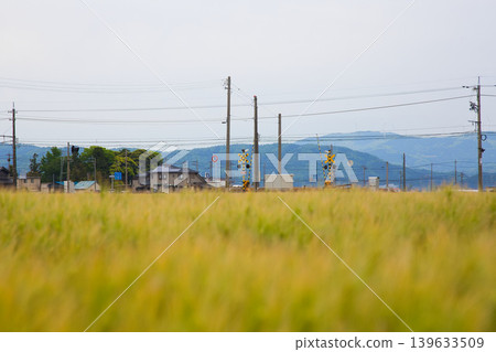 The Echizen Railway runs through wheat fields. 139633509