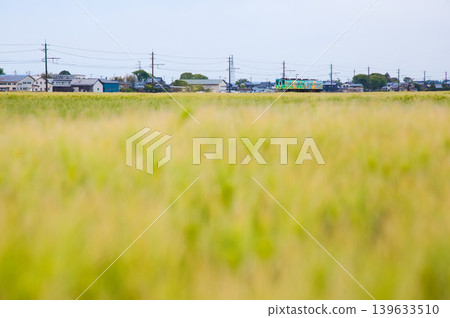 越前鐵道穿過麥田。 越前鐵道穿過麥田。 139633510