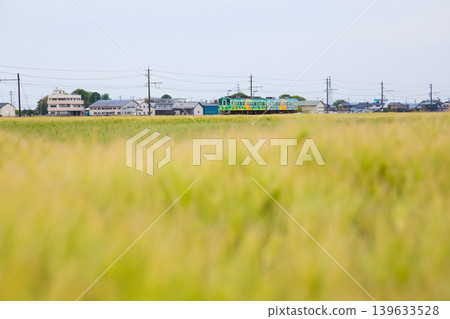 越前鐵道穿過麥田。 越前鐵道穿過麥田。 139633528