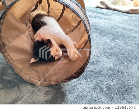 A black and white cat napping in a cat tunnel A black and white cat napping in a cat tunnel 139633578