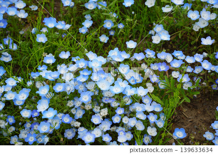 Nemophila花 Nemophila花 139633634