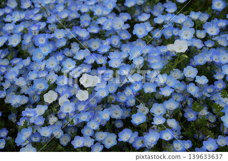 Nemophila花 Nemophila花 139633637