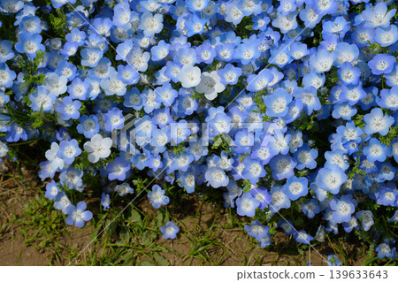 Nemophila花 Nemophila花 139633643