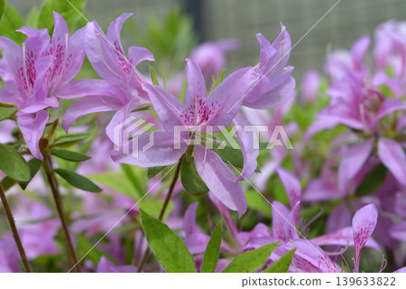 Moti Azalea Moti Azalea 139633822