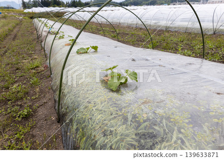 Planting watermelons in spring Planting watermelons in spring 139633871