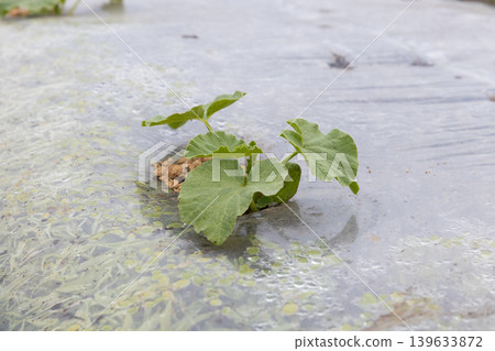 Planting watermelons in spring Planting watermelons in spring 139633872