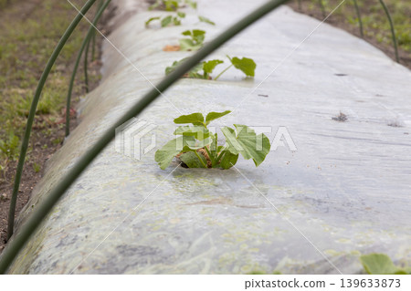 Planting watermelons in spring Planting watermelons in spring 139633873