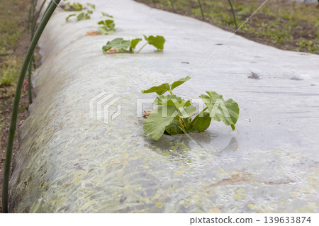 Planting watermelons in spring Planting watermelons in spring 139633874