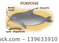 Porpoise anatomy infographic showing external features: dorsal fin, shorter mouth, and spade-shaped teeth. Educational marine biology illustration for science textbook or learning 139633910