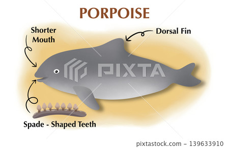 Porpoise anatomy infographic showing external features: dorsal fin, shorter mouth, and spade-shaped teeth. Educational marine biology illustration for science textbook or learning Porpoise anatomy infographic showing external features: dorsal fin, shorter mouth, and spade-shaped teeth. Educational marine biology illustration for science textbook or learning 139633910