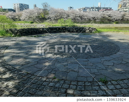 A cobblestone path lined with cherry blossoms A cobblestone path lined with cherry blossoms 139633924