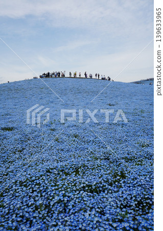 尼莫菲拉山 尼莫菲拉山 139633965