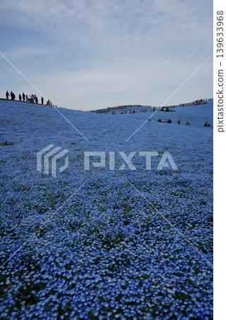 Nemophila Hill Nemophila Hill 139633968