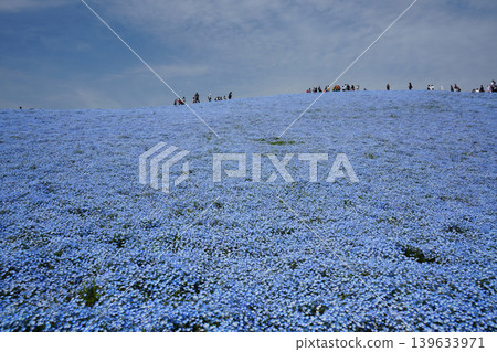 尼莫菲拉山 尼莫菲拉山 139633971