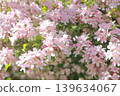 日本月桂樹可愛的粉紅色花朵 139634067