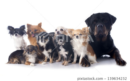 rottweiler and little dogs rottweiler and little dogs 139634232