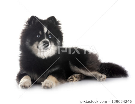 Pomsky in studio Pomsky in studio 139634246