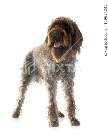 Wirehaired Pointing Griffon Wirehaired Pointing Griffon 139634248