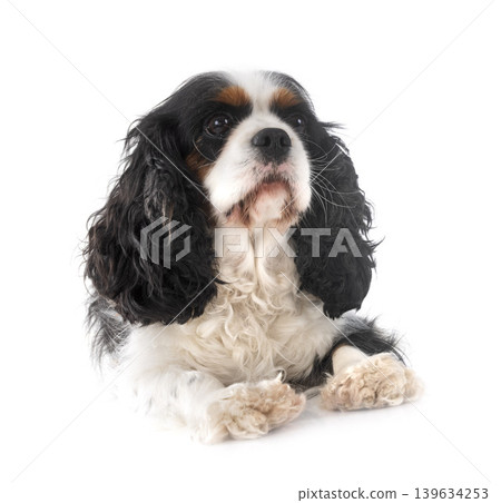 cavalier king charles cavalier king charles 139634253
