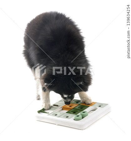 Pomsky in studio Pomsky in studio 139634254