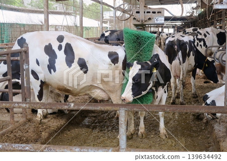 A cow being brushed with a cowbrush. A cow being brushed with a cowbrush. 139634492