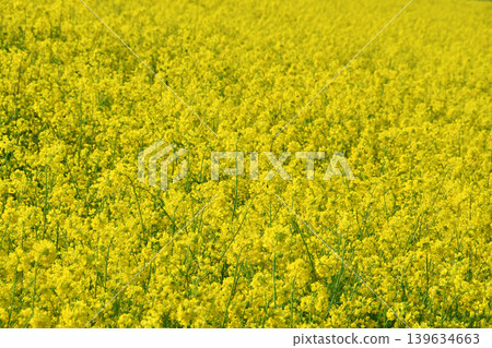 Rape blossoms _ 05 Rape blossoms _ 05 139634663