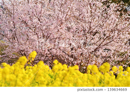 Cherry blossoms and rapeseed flowers_01 Cherry blossoms and rapeseed flowers_01 139634669