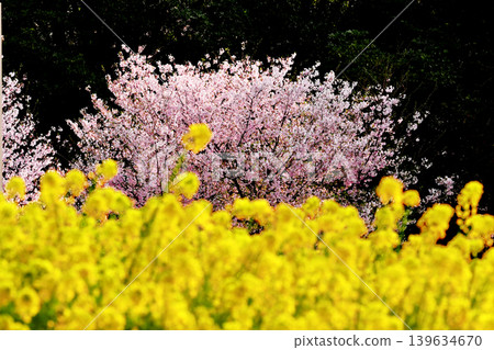 Cherry blossoms and rapeseed flowers_02 Cherry blossoms and rapeseed flowers_02 139634670