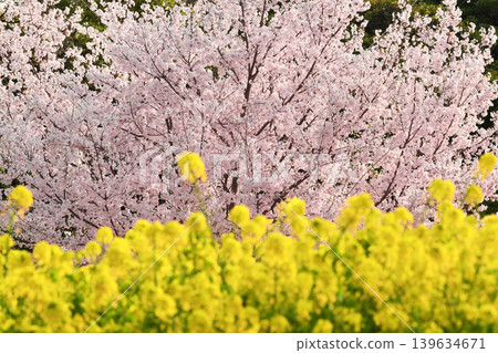 Cherry blossoms and rapeseed flowers_03 139634671