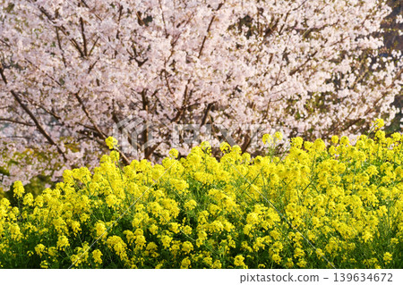 櫻花和油菜花_04 櫻花和油菜花_04 139634672