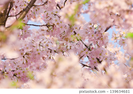櫻花_07 櫻花_07 139634681
