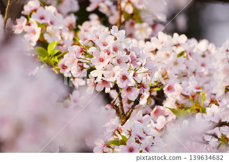 櫻花_08 139634682