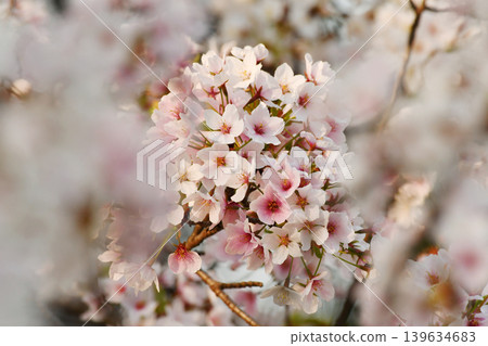 櫻花_09 139634683