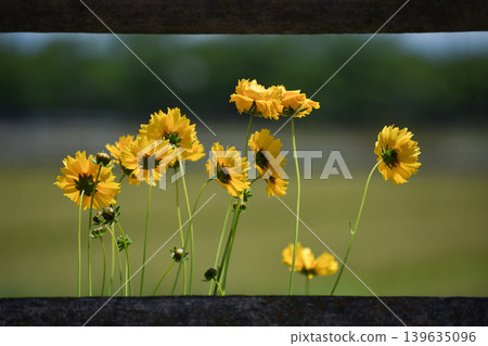 我透過欄桿拍了一張金雞菊的照片。 我透過欄桿拍了一張金雞菊的照片。 139635096