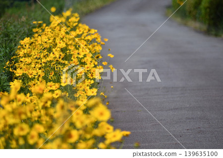 路邊盛開的大花金雞菊 路邊盛開的大花金雞菊 139635100