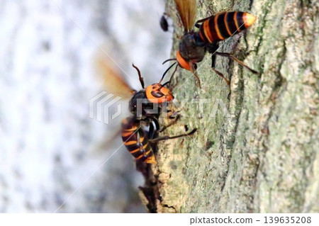 Queen bee's struggle 139635208