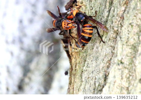 Queen bee's struggle 139635212