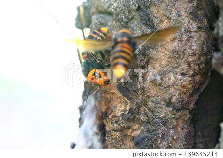 Queen bee's struggle 139635213