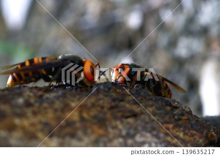 Queen bee's struggle Queen bee's struggle 139635217