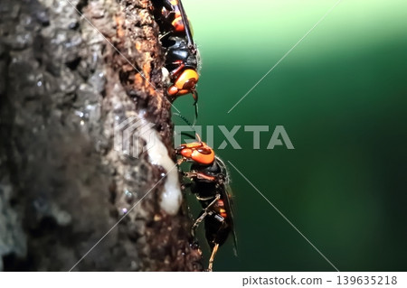 Queen bee's struggle 139635218
