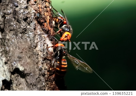 Queen bee's struggle 139635221