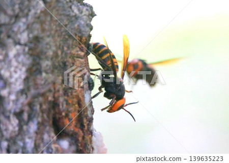 Queen bee's struggle 139635223