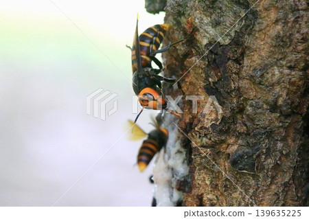 Queen bee's struggle 139635225