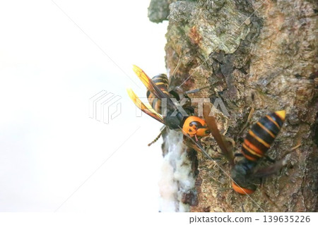 Queen bee's struggle 139635226
