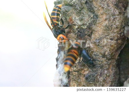 Queen bee's struggle 139635227