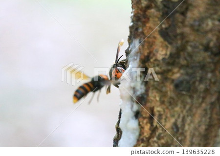Queen bee's struggle 139635228