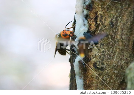 Queen bee's struggle 139635230