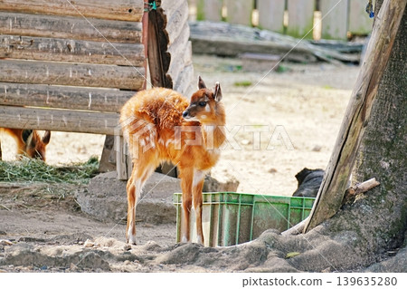 Sitatunga Sitatunga 139635280